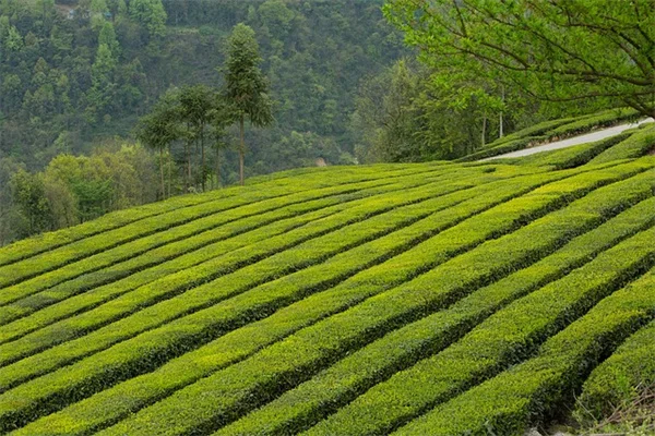 六月の芝生管理で夏を乗り切る！プロが教える7つの実践テクニック
