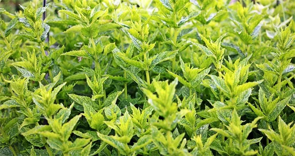 秋の花壇が寂しい…即効で華やかに！おすすめ植物6選