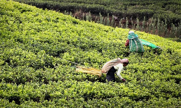 迷迭香の復活は冬剪定で決まる！木質化した茎を緑に戻す方法