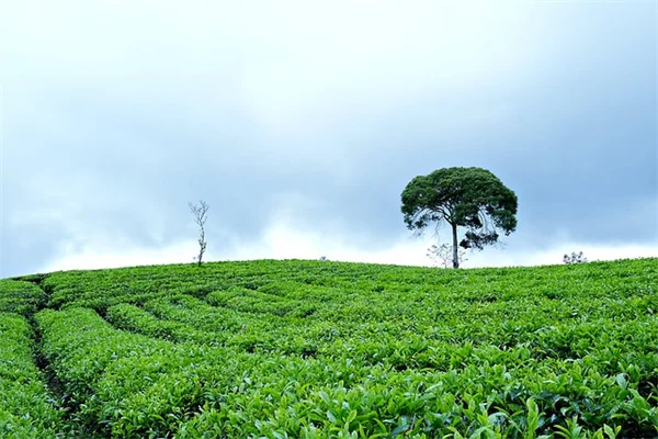迷迭香の復活は冬剪定で決まる！木質化した茎を緑に戻す方法