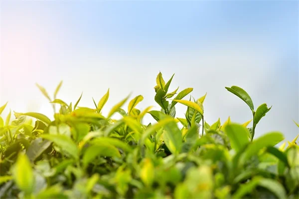 2026年 最初の花 12種類の意味とあなたの一年を占う方法