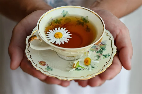 冬の観葉植物おすすめ5選！私が選んだ育てやすい品種と置き場所のコツ