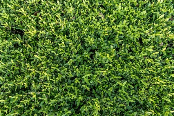 缶詰とピクルスの違いを徹底解説！正しい保存方法の選び方