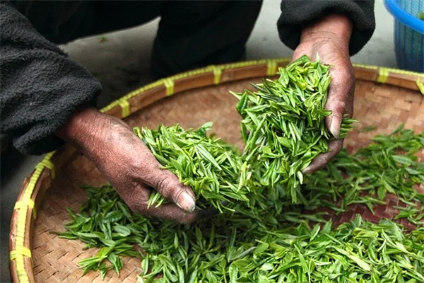 観葉植物 ウイルスの症状と対策【保存版】感染したらどうすればいい？プロが教えるコレクションを守る方法